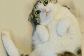 讨债行业的祖师爷：揭秘债界传奇人物